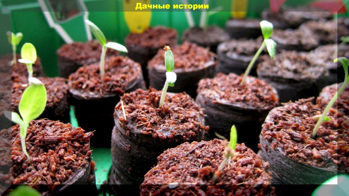 https://vk.com/photo-159774511_457250712