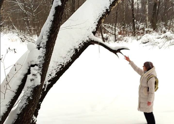В парке "Покровское-Стрешнево". Источник: Facebook / "Сохраним парк Покровское-Стрешнево" / Галина Горская