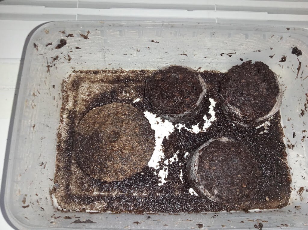 Свежезапаренные таблетки диаметр 3,6 и 4,2 см но разного производителя