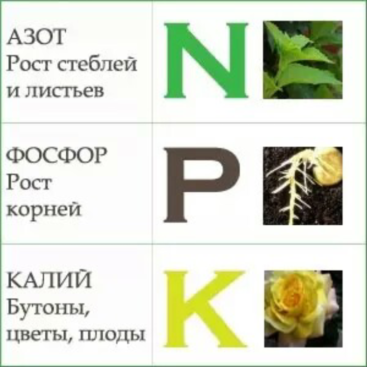 Для чего нужен фосфор растениям. Азот фосфор калий. Для чего нужен калий азот и фосфор. Азот фосфор калий для растений. Влияние азота фосфора и калия на растения.