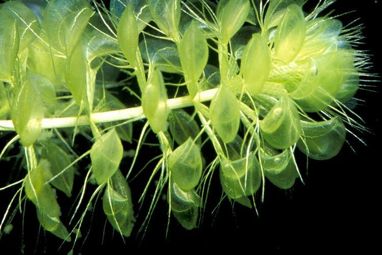 Альдрованда пузырчатая (Aldrovanda vesiculosa)