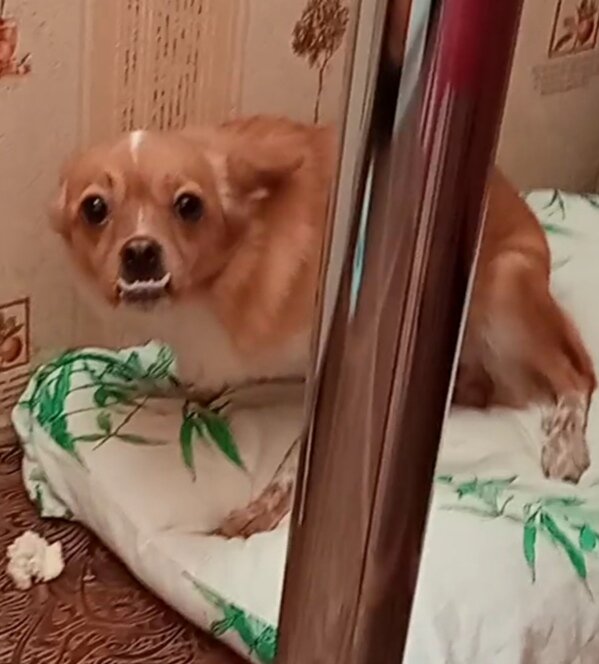 Здравствуйте  ,  когда я столкнулась с такой проблемой я  думала что на это влияют только внешние факторы - порода, условия , заболевания  , наследственность  . За жизнь у меня было много животных , но с таким поведением собаки я столкнулась первый раз -  очень эмоциональная -   от щенячей восторженности до полной агрессии могут пройти секунды , сперва она ластиться и виляет хвостом , но если попытаться пожалеть ( погладить ) её в этот момент , то может резко зарычать и укусить .  Может рычать и лаять целыми днями  , команды слушается плохо , а когда я ухожу из квартиры , то ещё и воет ( как говорят соседи ) .  