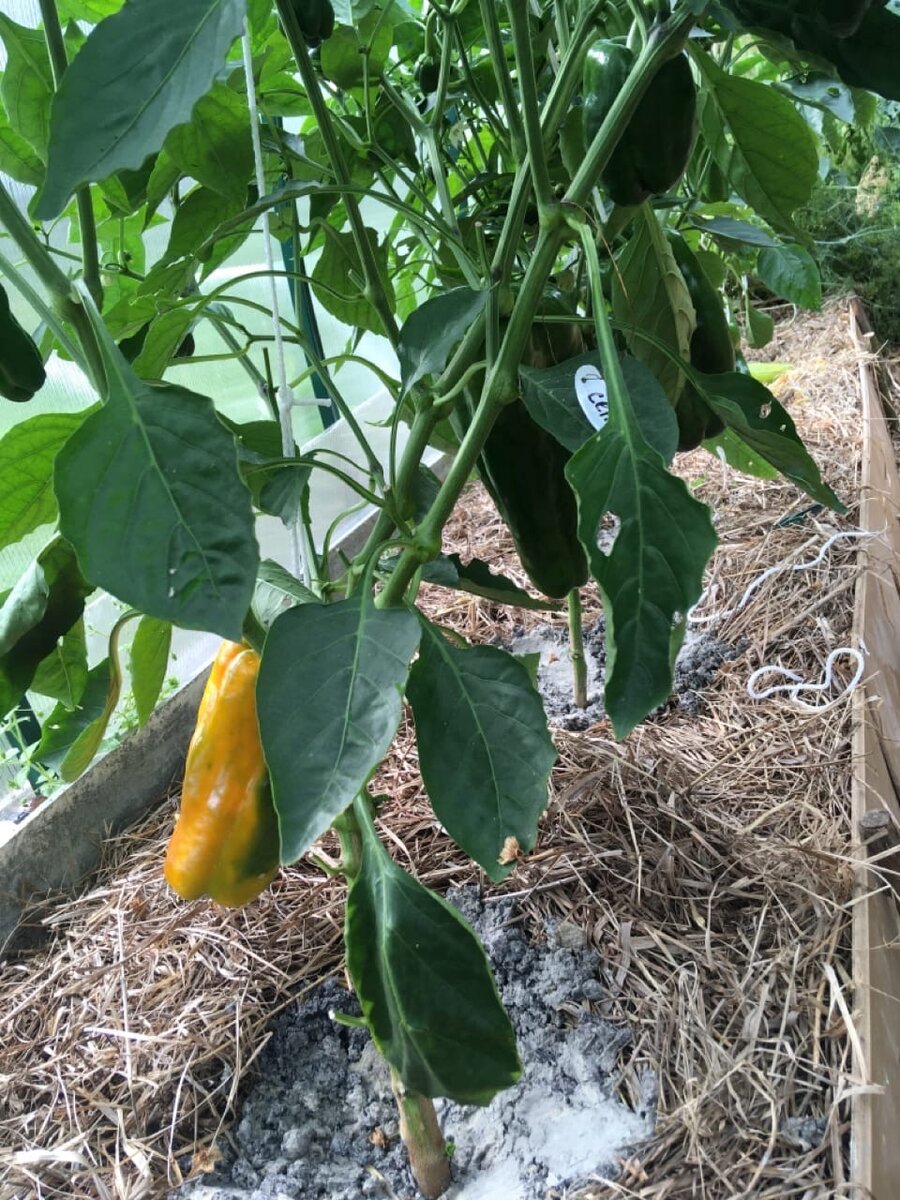 Перец в июле