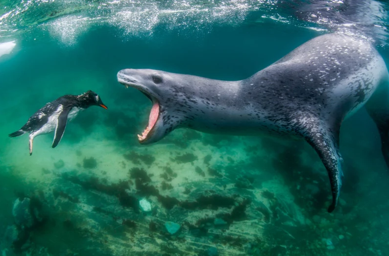 Фото: Amos Nachoum, worldnaturephotographyawards.com