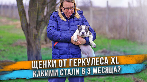 Их папа Американский Булли в типе XL. А какие будут щенки?