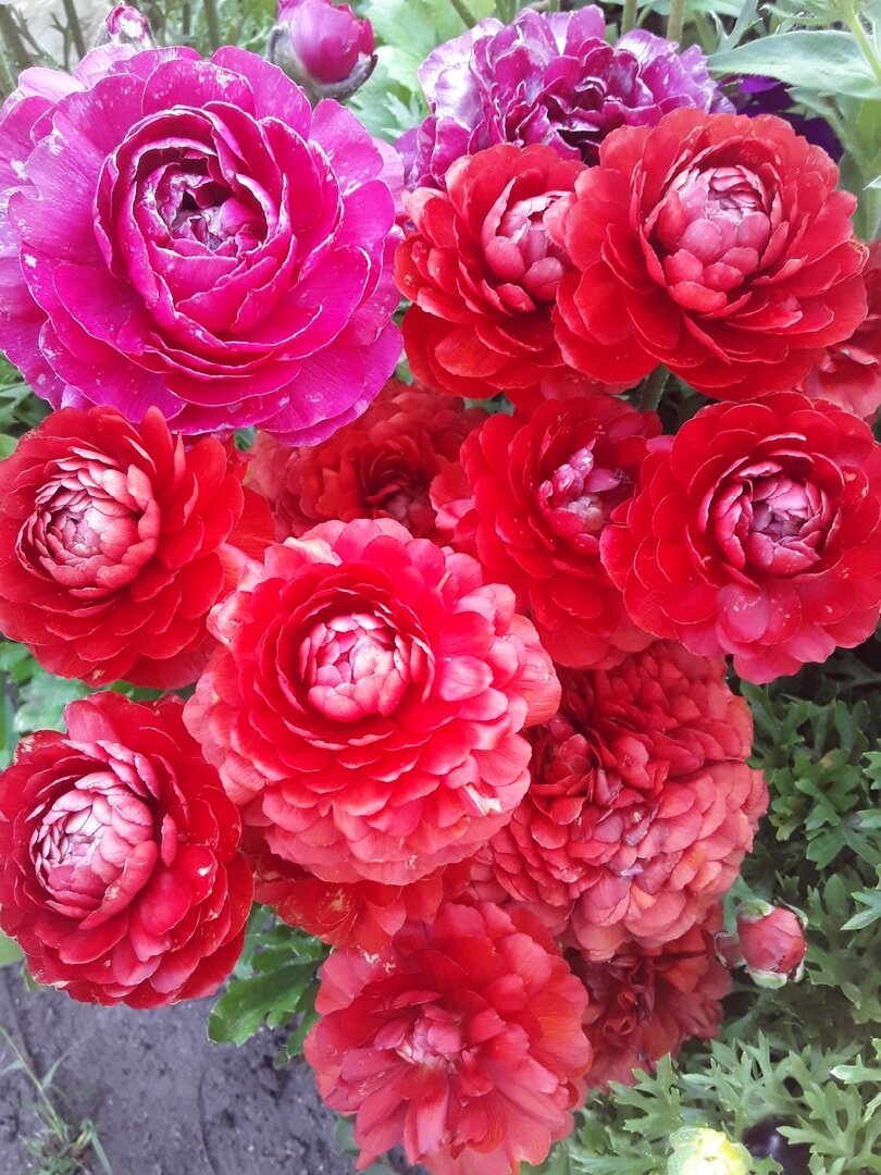 Ранункулюс, сорт Red