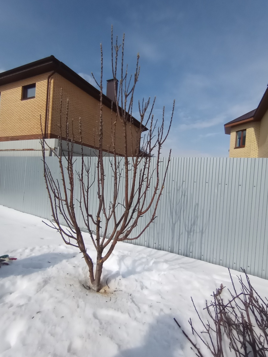 Фото после обрезки.