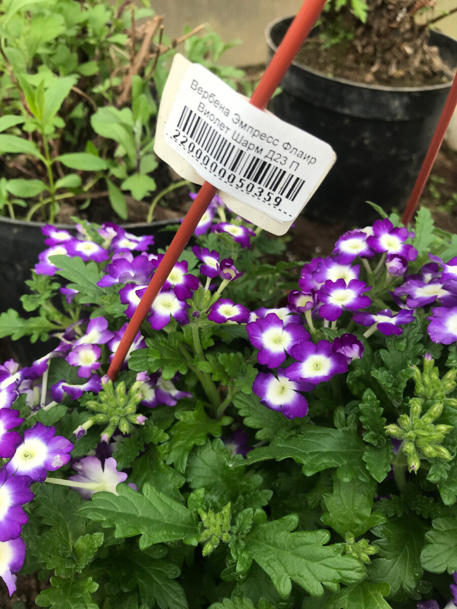 Мое первое знакомство с вербеной.