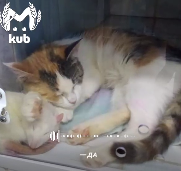 Кот и крыса подружились в питомнике