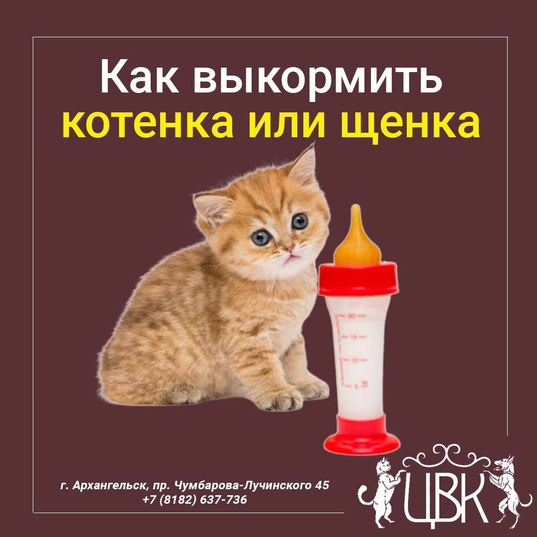Как выкормить котенка или щенка