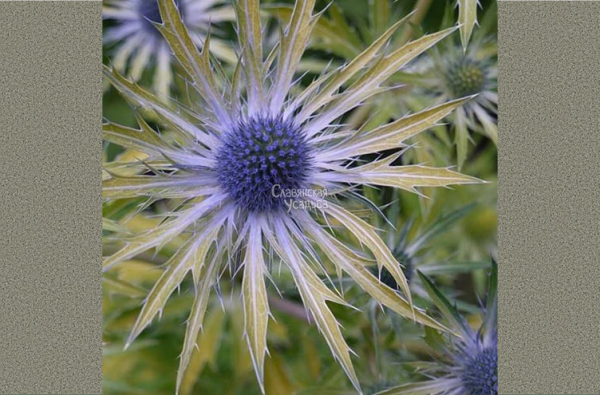 Синеголовник (eryngium). Синеголовник (eryngium). Эрингиум срезка. Эрингиум супернова. Эрингиум вифлеем.