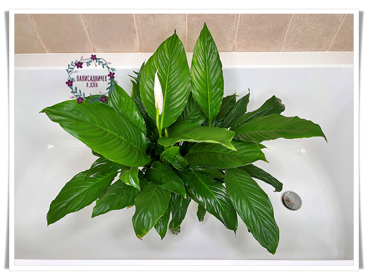 Наш сегодняшний герой. Пришёл принимать тёплый душ. Обожает это дело.