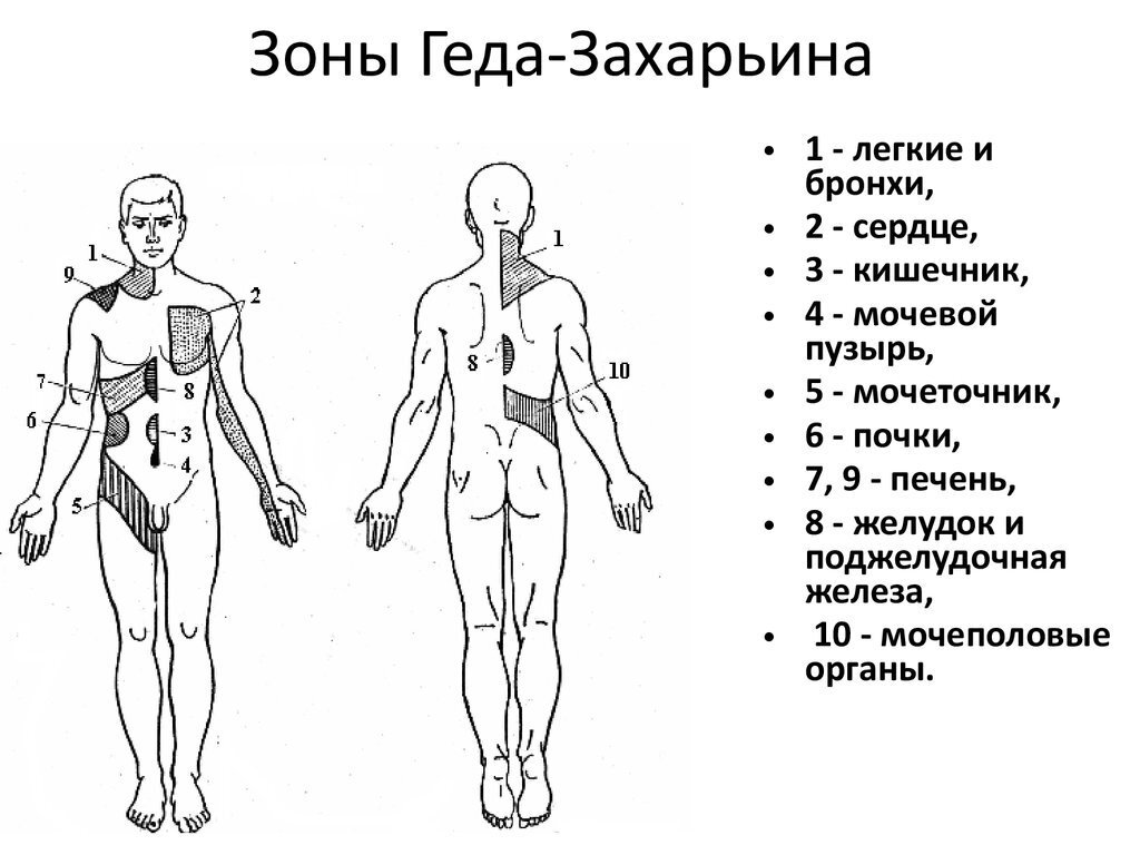 Зоны захарьина геда схема и описание