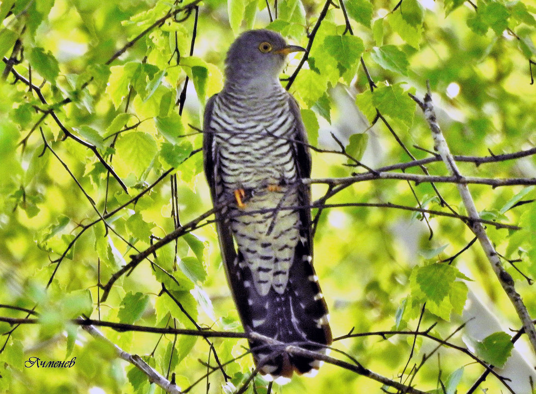 фото из интернета