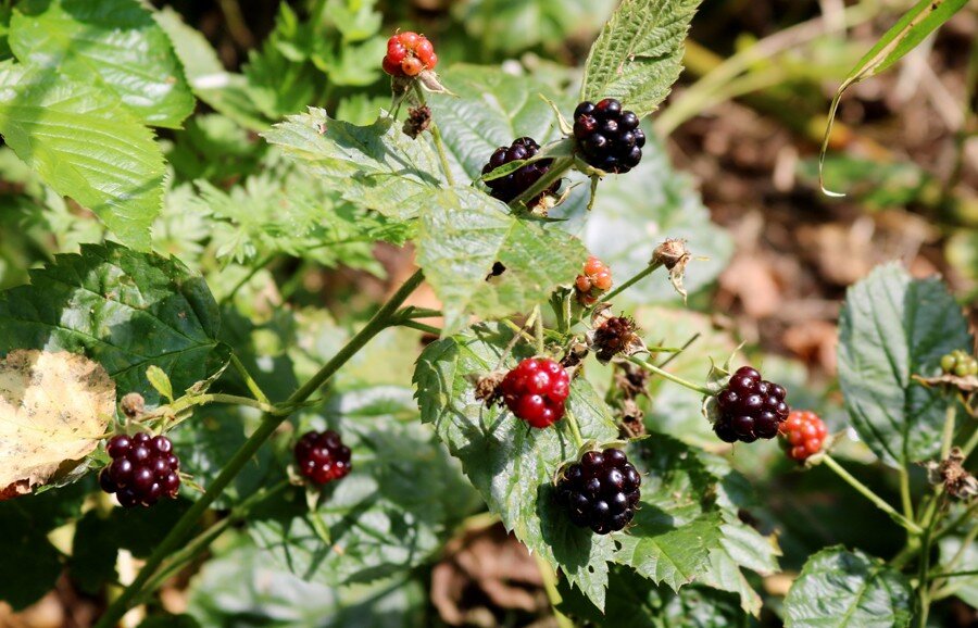 Фото и рисунки на моем канале взяты из свободного доступа интернета. Благодарю авторов!