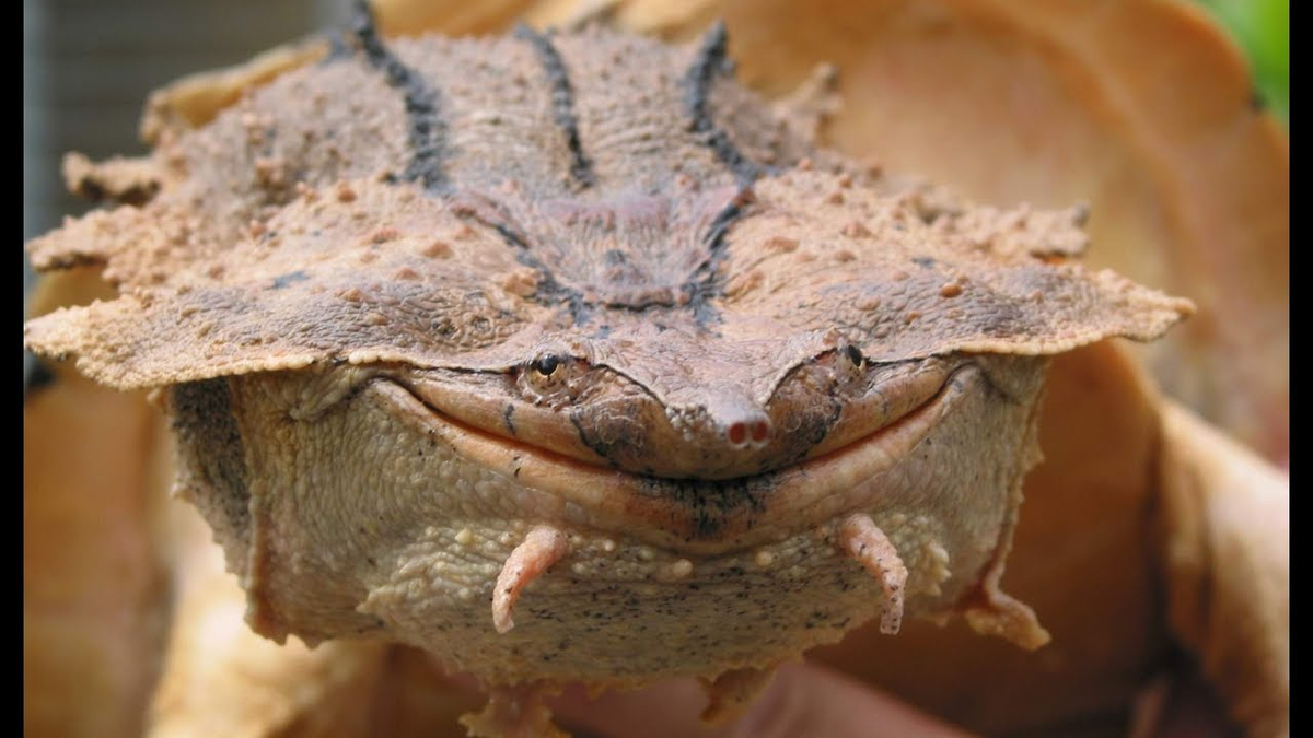 Это ты, когда ни чего не учил, а всё равно получил "5")))))