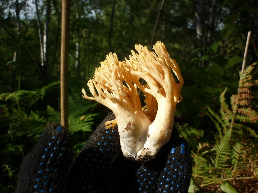 Оленьи рожки грибы. Оленьи рожки грибы ложные. Медвежья лапа гриб. Оленьи рожки гриб Сукко. Рогов грибы