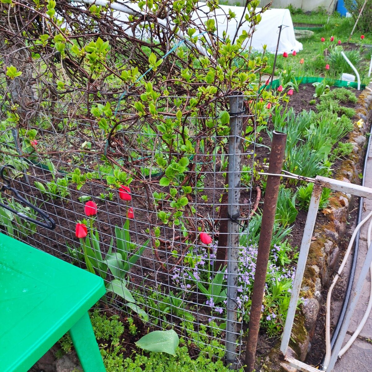 Распускается листва плетистых кустов