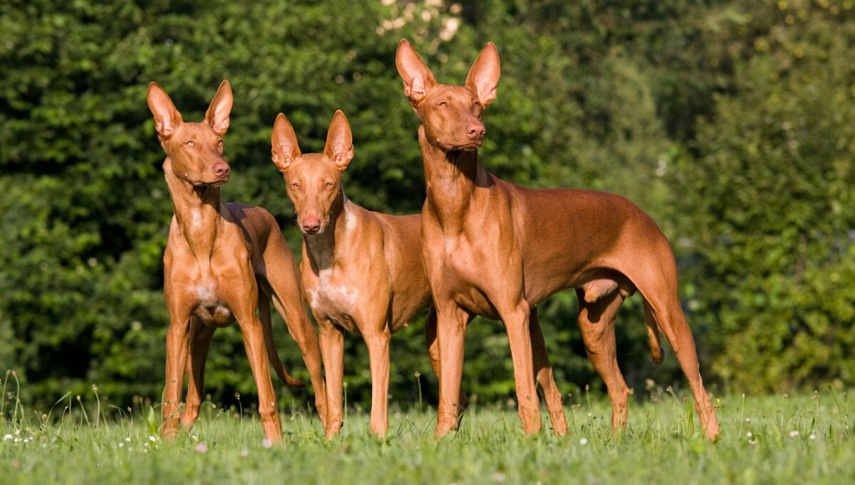 Фараоновая собака