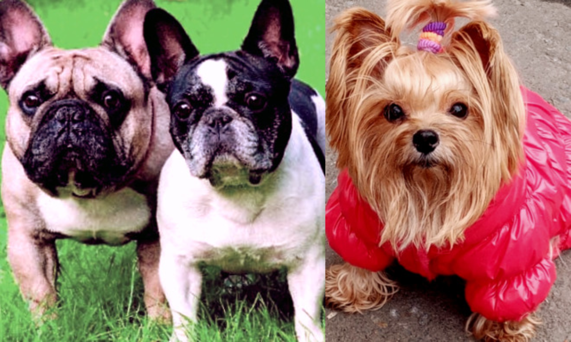 Породы собак: французский бульдог и йоркширский терьер