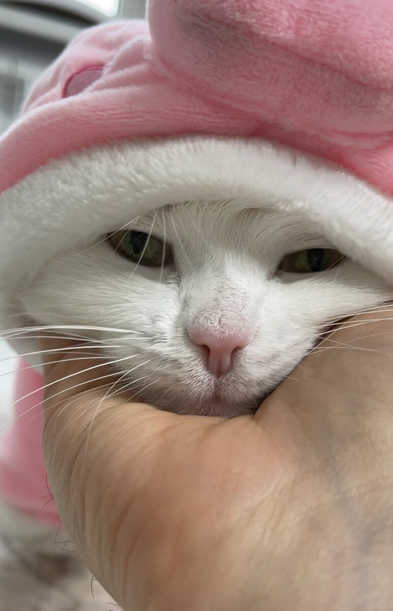 Кототерапия в действии☺️