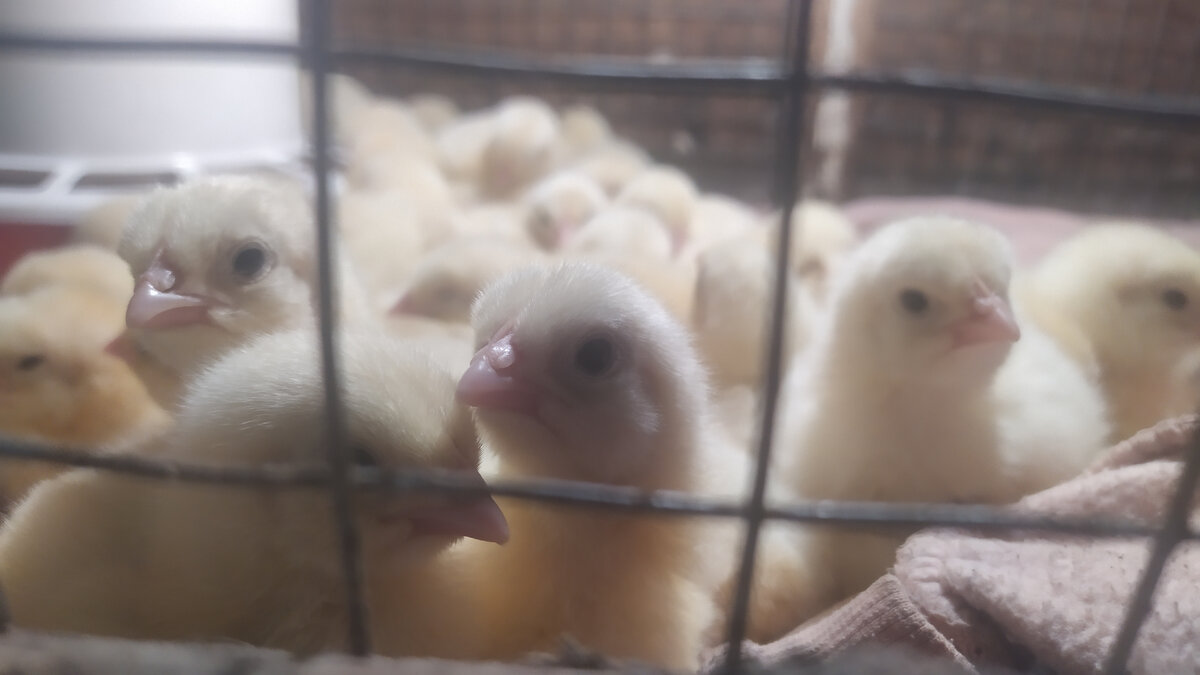 суточные бройлеры, мои, не только в навозе копаюсь, ещё и животинку выращиваю 