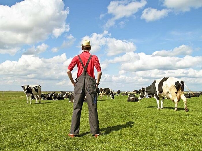 Фото Коровы и мастер педикюра для коров.