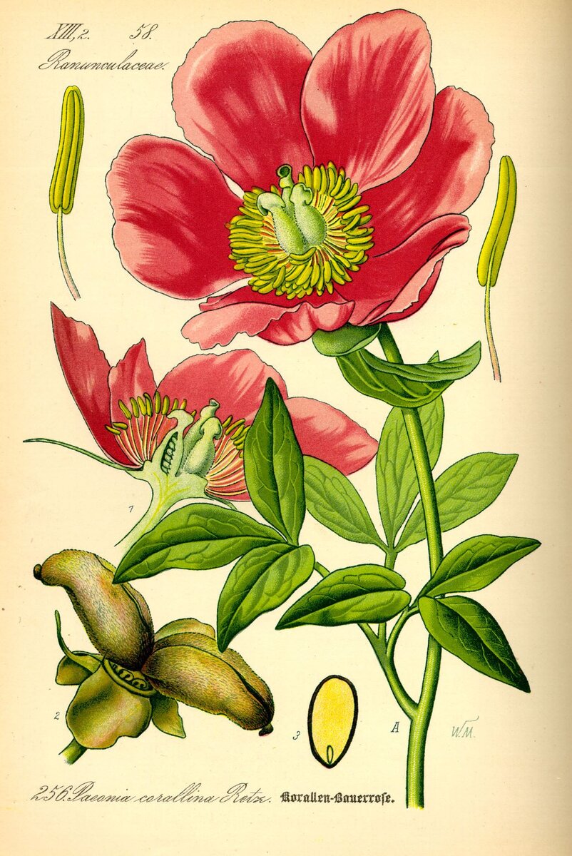 Paeonia mascula. Ботаническая иллюстрация из книги О. В. Томе Flora von Deutschland, Österreich und der Schweiz, 1885