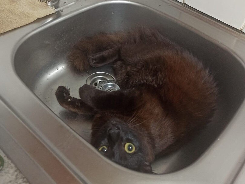 Этому котику везде уютно!