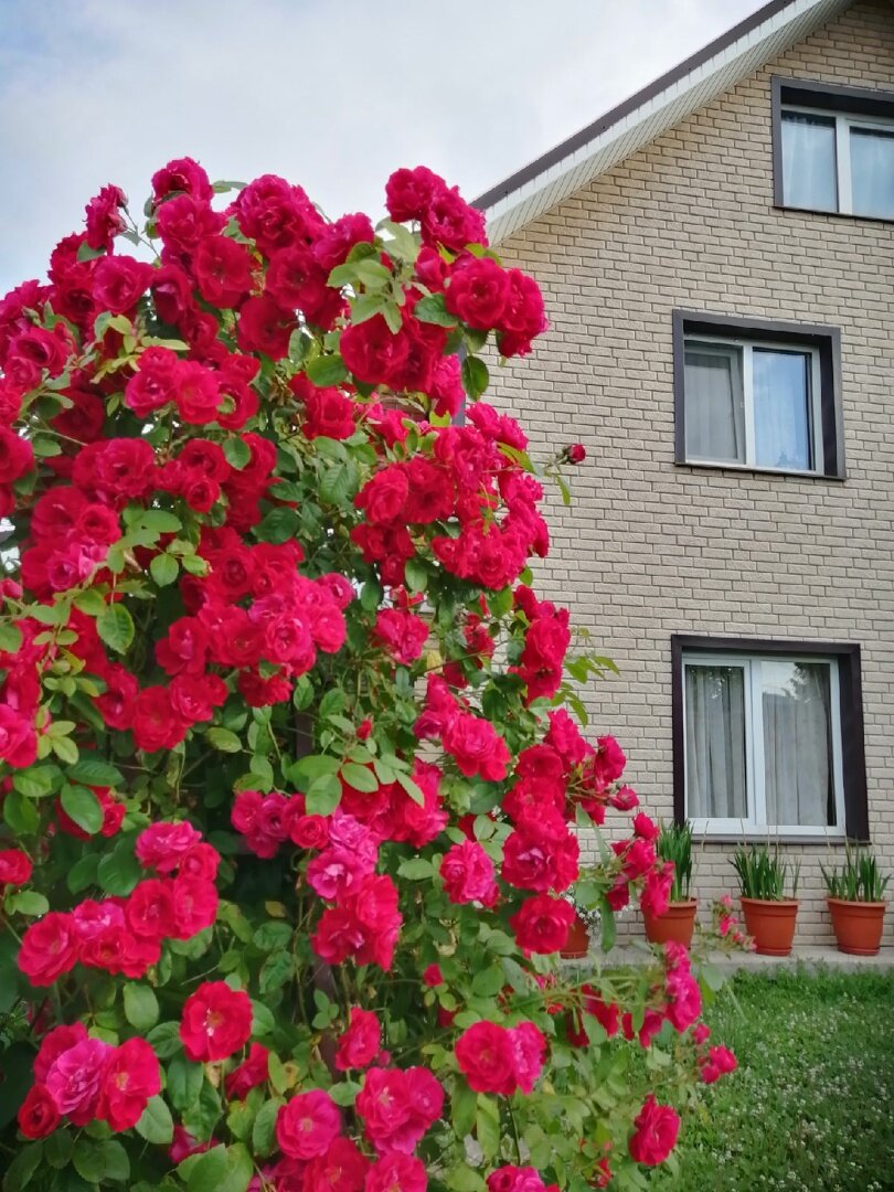 Плетистая роза, сорт Flammentanz