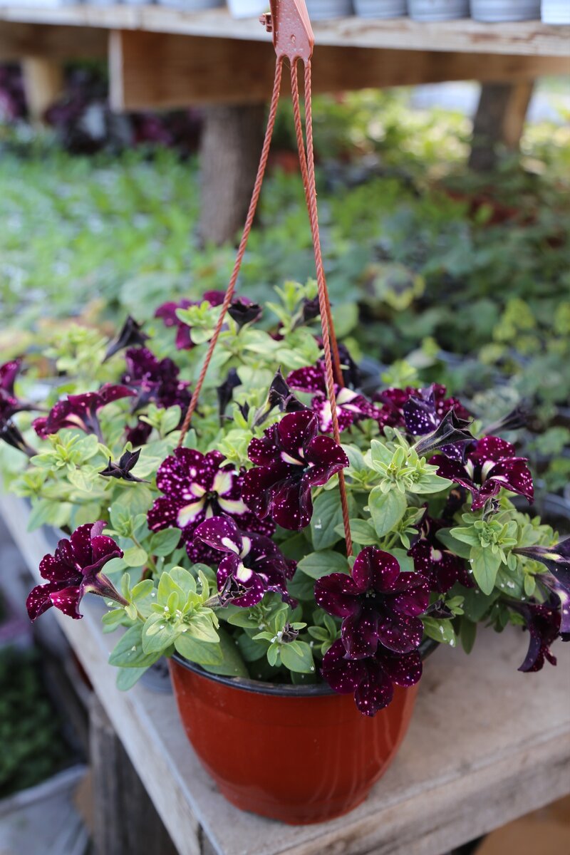 Топ 10 самых красивых и востребованных сортов вегетативной петунии ...