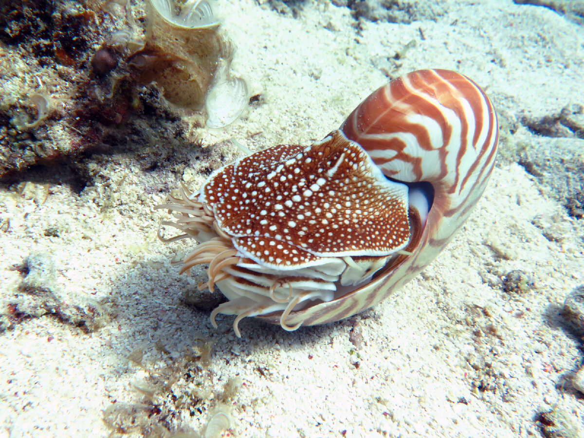 Вам представлены фотографии Наутилуса