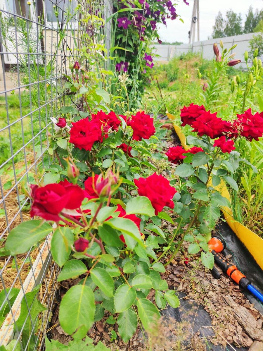 Цветут  и пахнут красные розы!