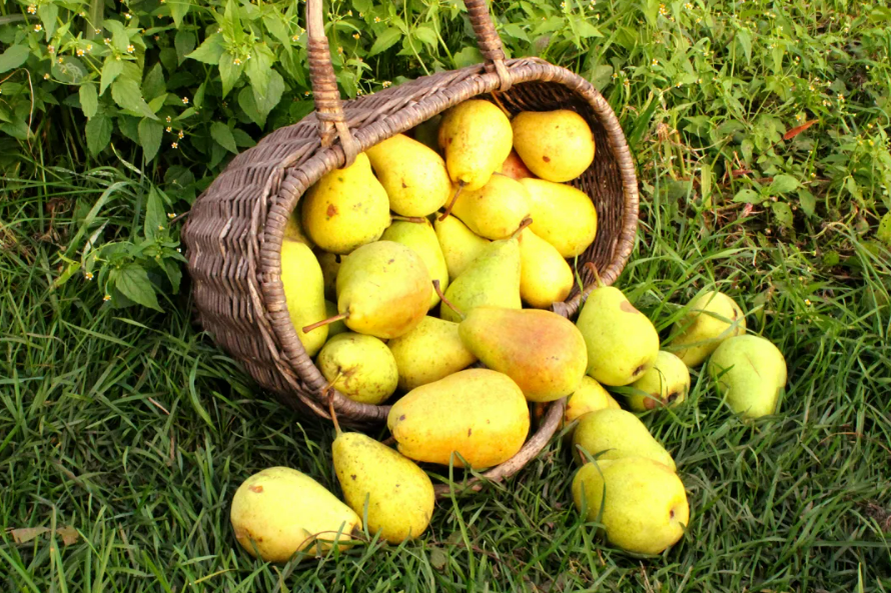 Фотография взята из источника fermoved.ru