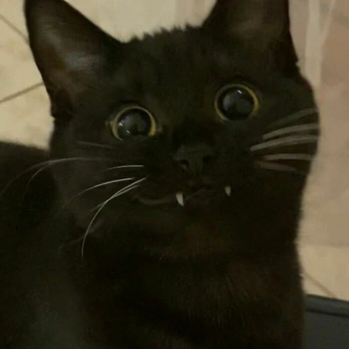 Фото: cat_virus.exe