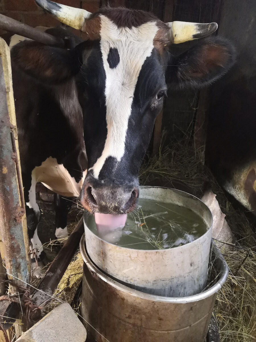 Жданка - кормилица