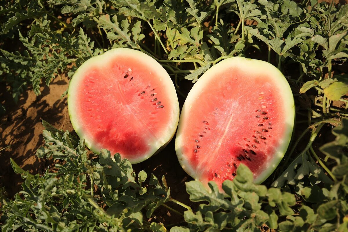 © Фото: ИД «Волгоградская правда» / Кирилл Брага / архив