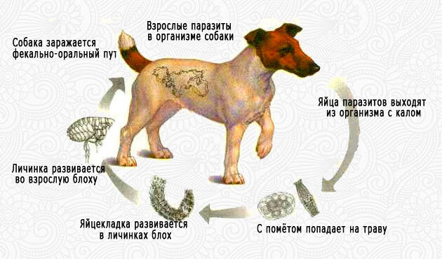 Как вызвать стул у собаки