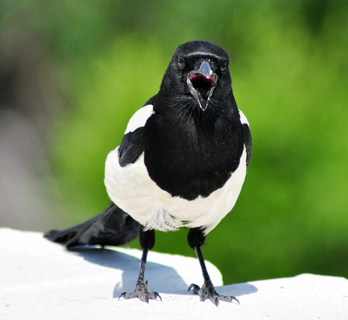 Сорока Magpie