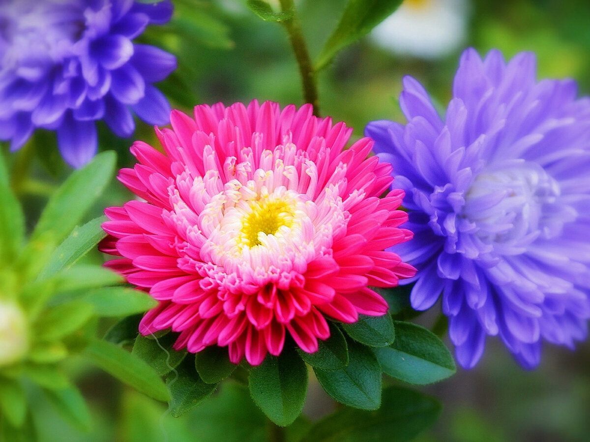 Фото из свободного доступа сети Интернет