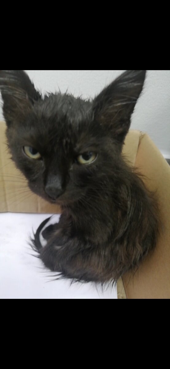 Кот в коробке.