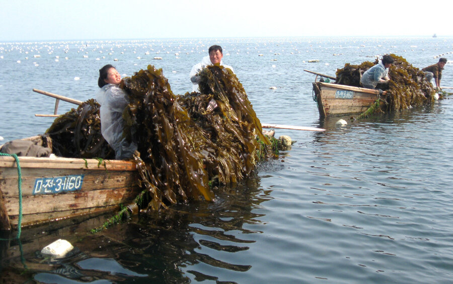 Сбор морской капусты. Фото из открытых источников "Яндекс картинки" 