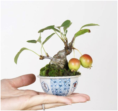 Бонсай из крабовой яблони (Crabapple). Автор: Кацуми Комия (Katsumi Komiya). 
Источник: https://bonsaibark.com/2018/07/08/japanese-beautyberry-other-fruiting-bonsai/
