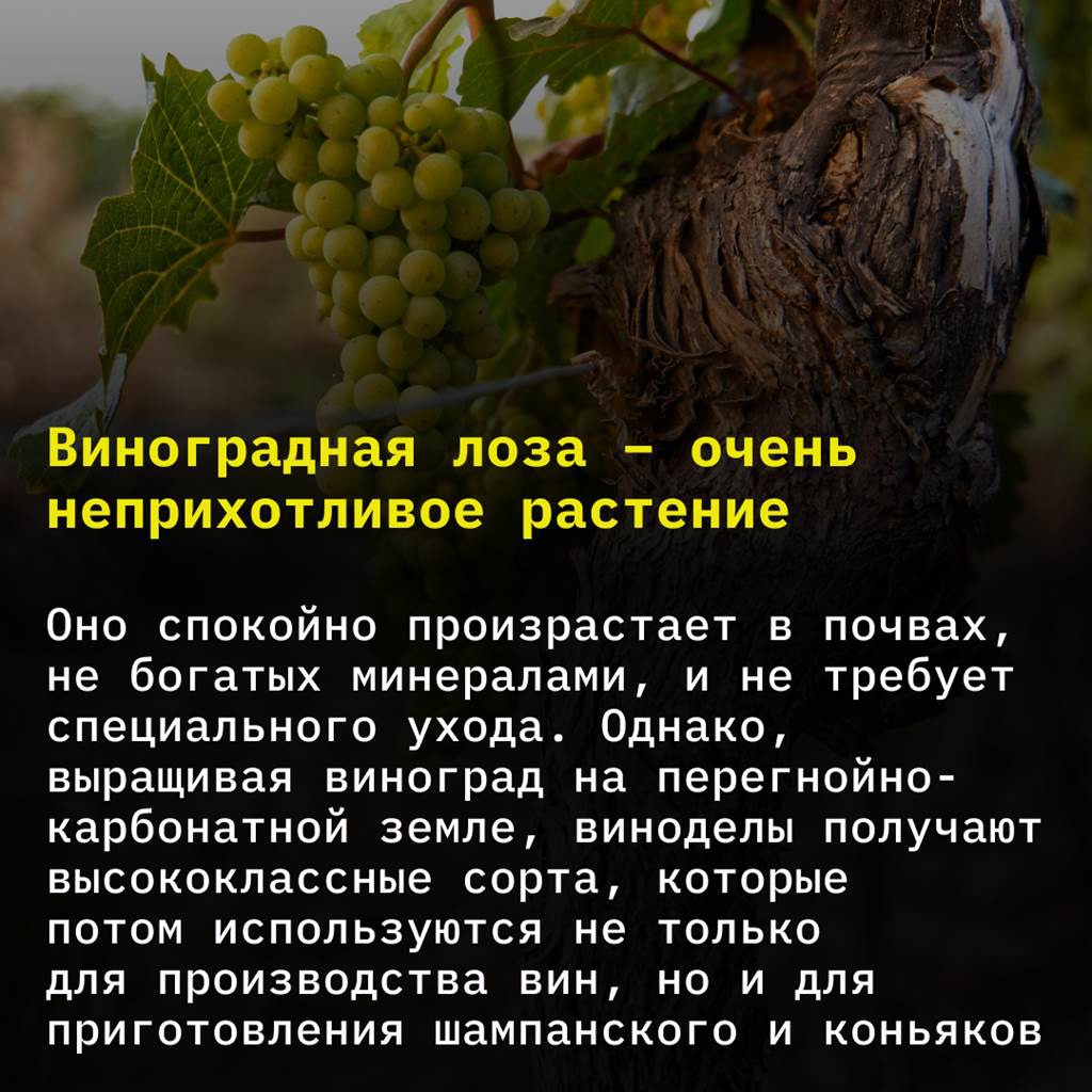 Перед вами - семь интересных фактов о вине, о которых вы вряд ли знали 