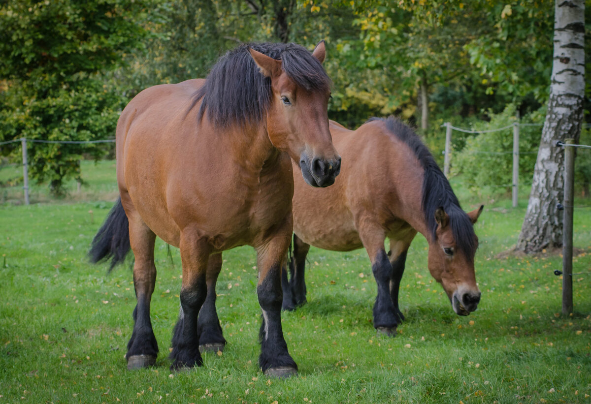 Арденская порода лошадей входит в список самых древних пород