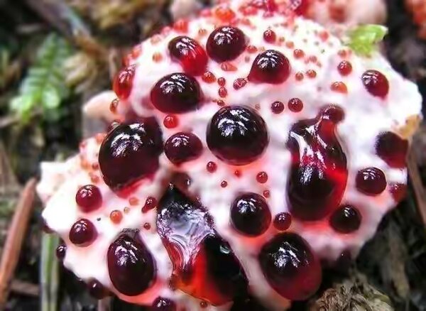 20 de plante cu aspect ciudat care există în natură