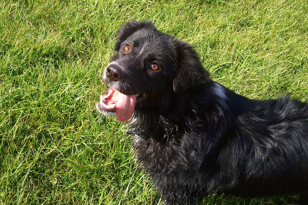 Ого, это что, воробей, который пролежал на улице неделю? Дайте два! 