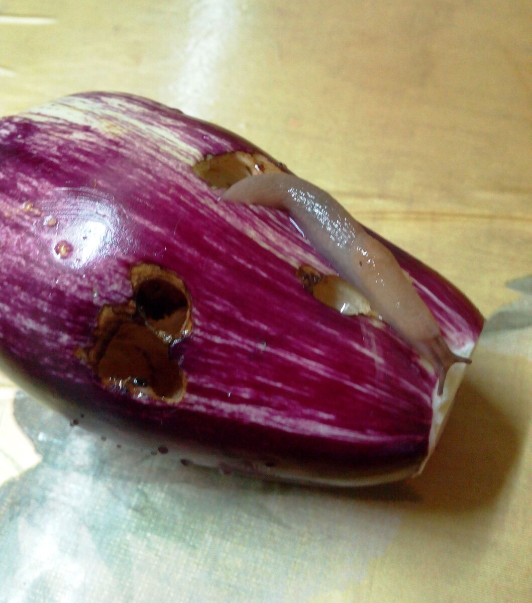 Вот так он расхаживает-ползает по баклажану.