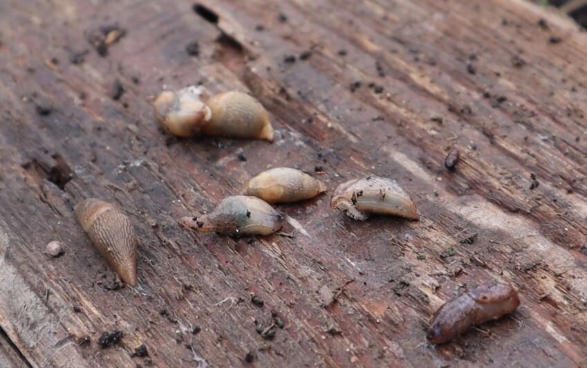 Слизни беззаботно спят днем под разными укрытиями.