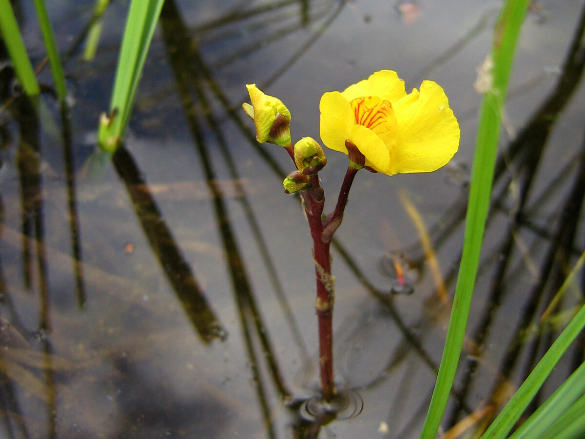 Пузырчатка в пруду. Пузырчатка (Utricularia vulgaris),. Пузырчатка обыкновенная (Utricularia vulgaris). Пузырчатка обыкновенная Utriculária vulgáris. Utricularia vulgaris l. – пузырчатка обыкновенная.